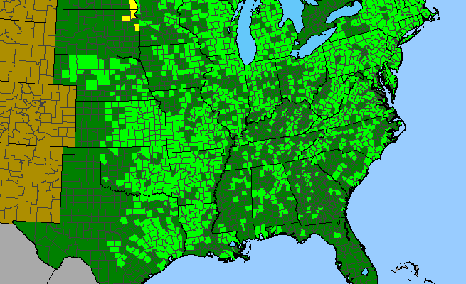 The range of Spiranthes cernua